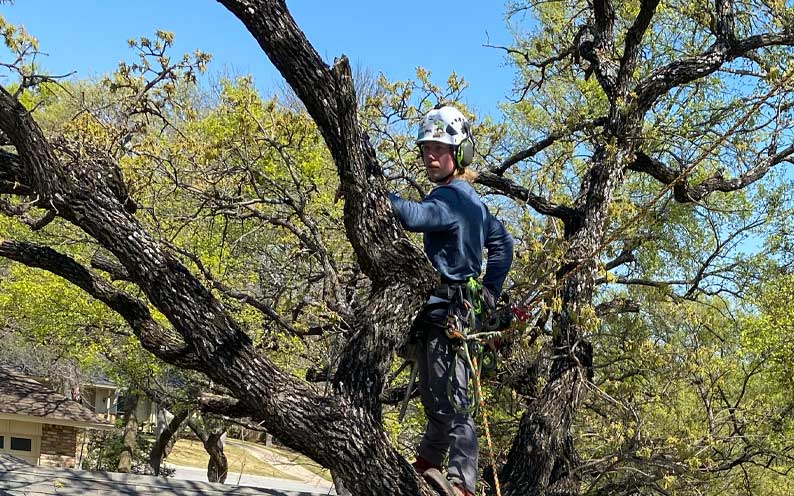 Neon Monkey Tree Services