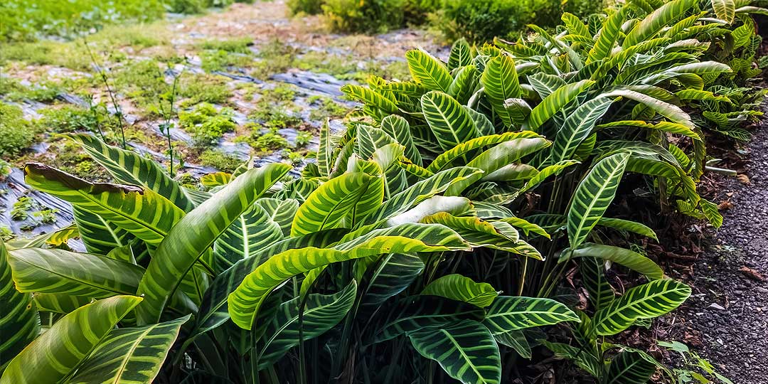 Neon Monkey Plant Healthcare