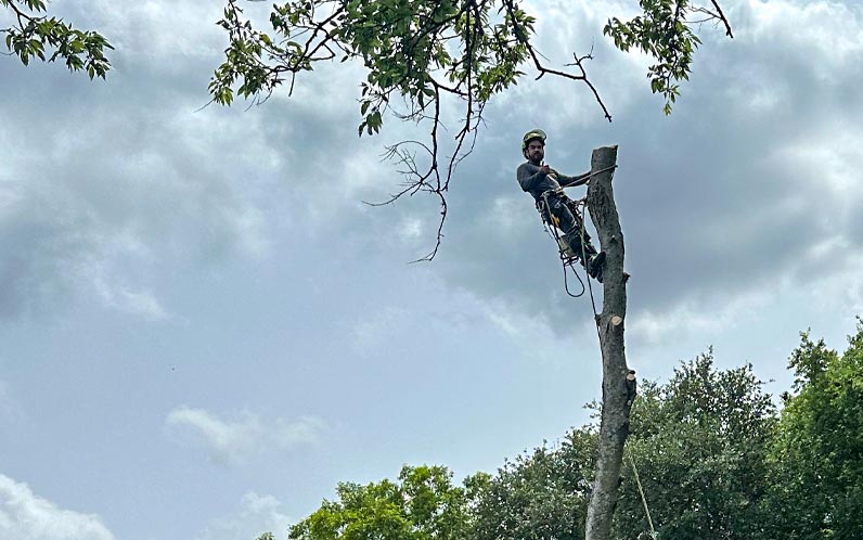 Neon Monkey Tree Services