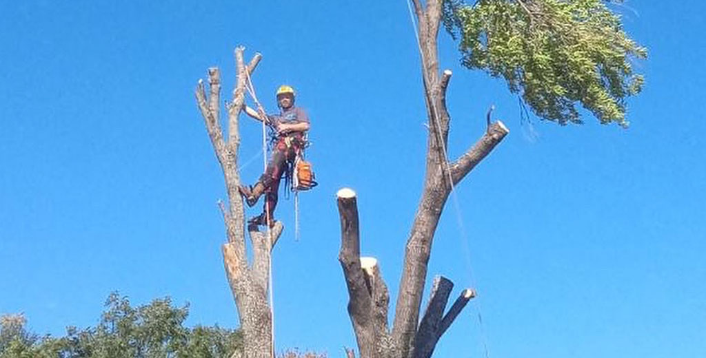 Professional tree trimming service in action