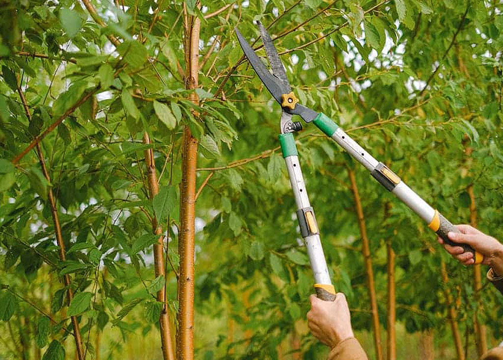 Tree care team providing watering and mulching service