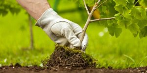 Tree planting and maintenance services in Fort Worth