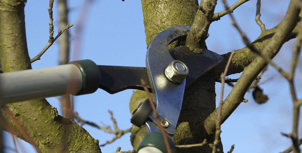 Tree pruning to remove dead or diseased branches for tree health