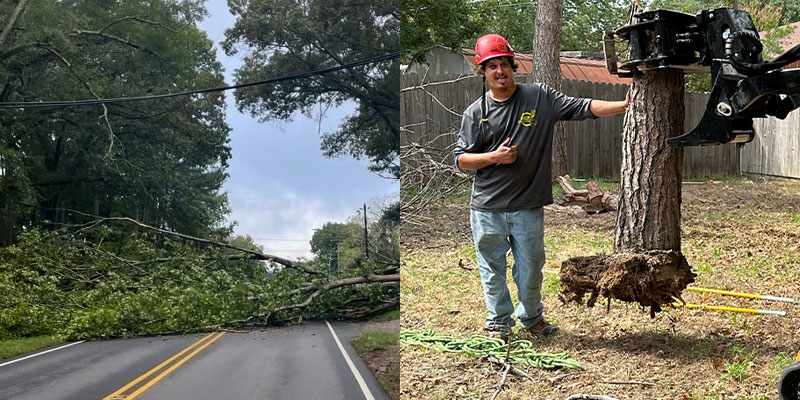 Dead tree being safely cut down by licensed arborist