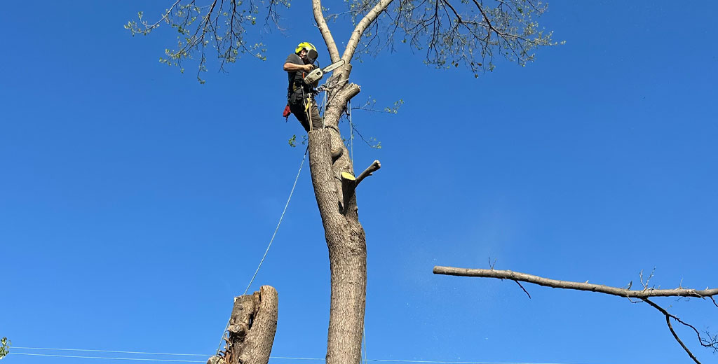 Tree trimming to reduce overgrowth and clear branches near house