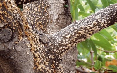 Signs a Tree Is Diseased and What to Do About It