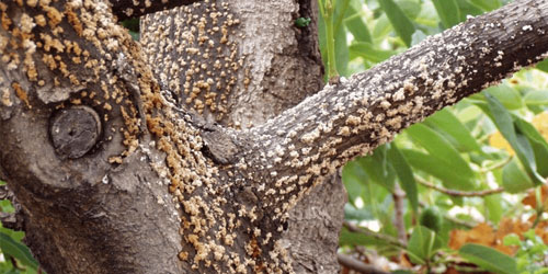 you can still save diseased trees