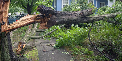 neon monkey will help take care of any fallen trees