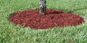 tree mulching