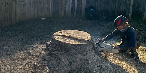 Professional crew performing tree removal in residential backyard