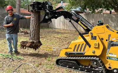 How to Know When It’s Time to Remove a Tree