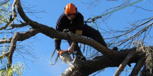 Certified arborist trimming large tree branch