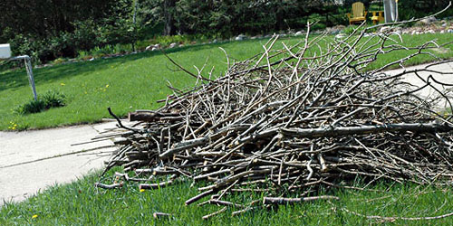 storm damaged tree fell over