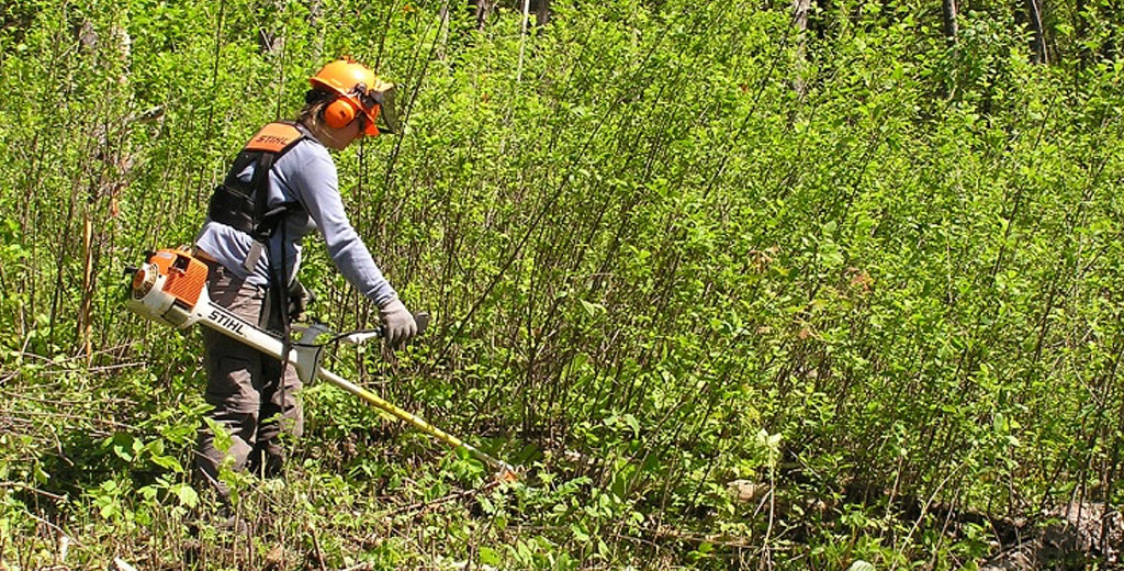 buckthorn removal