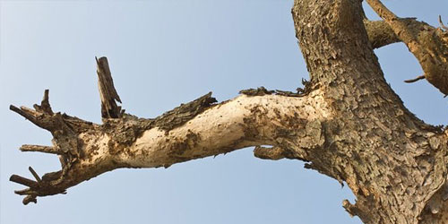 dead branches
