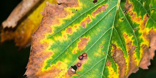discolored leaves