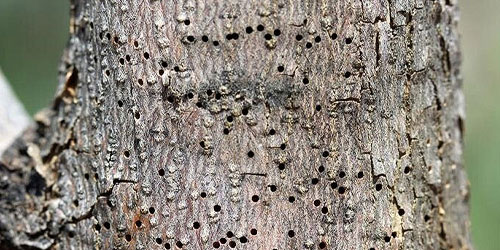 holes in bark