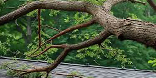 overhanging branches