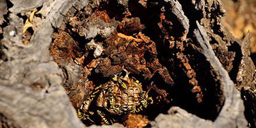 storm damaged tree fell over