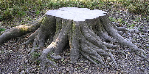 it's a huge concern when trees are touching power lines
