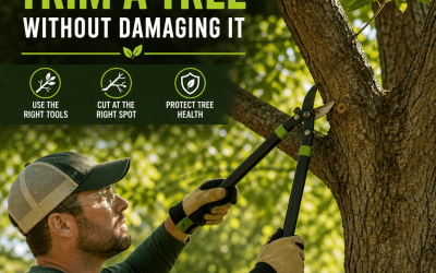 How to Trim a Tree Without Damaging It: Expert Tips for Safe Pruning